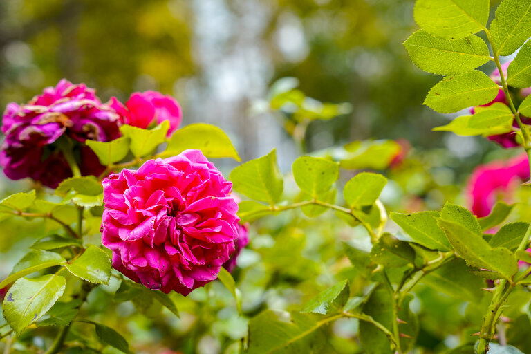 Fotó 8: Images from the Citizen's Garden ahead of the inauguration