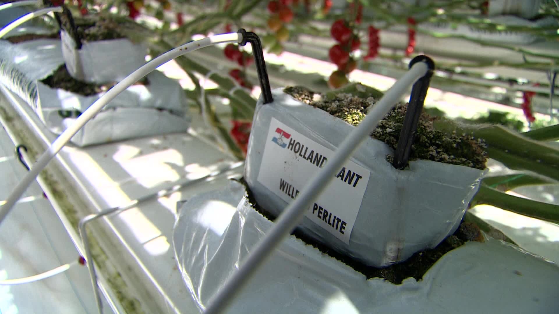 Infoclip: Aquaponic ecological Urban Farm