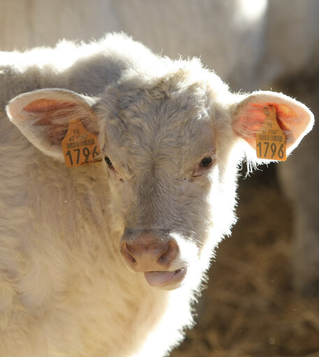 Cow in a livestock breeding farm.