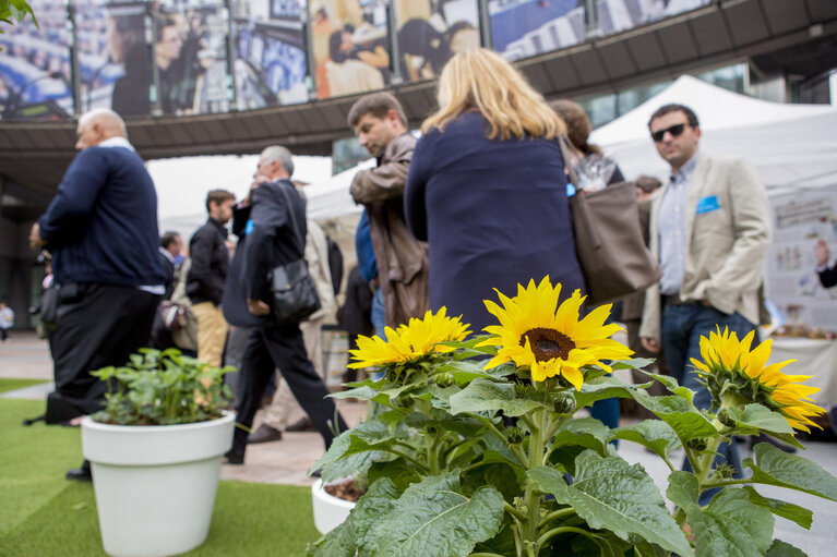 Foto 28: European week of bees and pollination - 5th edition. ' Bees caring for Europeans. Europeans caring for bees ?  ' -  Bee village