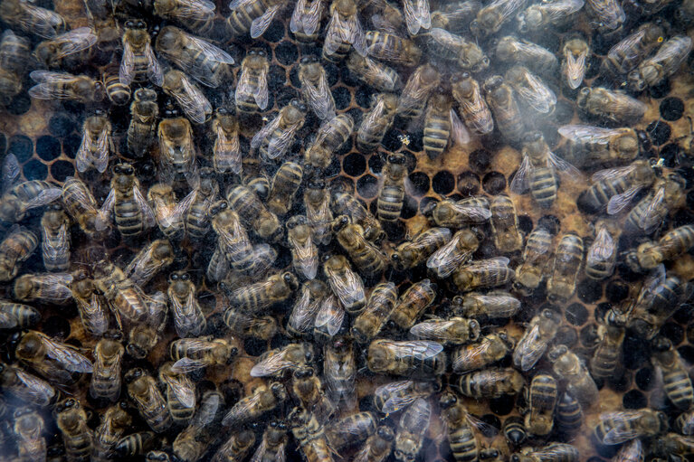 Foto 24: European week of bees and pollination - 5th edition. ' Bees caring for Europeans. Europeans caring for bees ?  ' -  Bee village