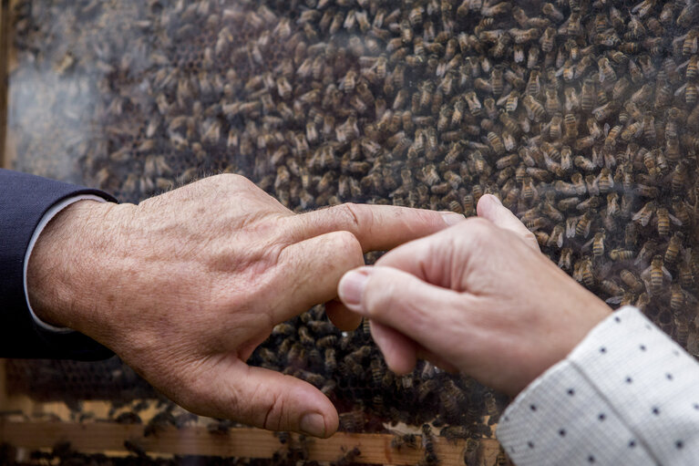 Foto 25: European week of bees and pollination - 5th edition. ' Bees caring for Europeans. Europeans caring for bees ?  ' -  Bee village