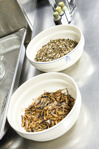 Photo 20 : Novel Food. What will we be eating in 2025 ? Preparation of dishes by the Head Chef of Nordic Food Lab