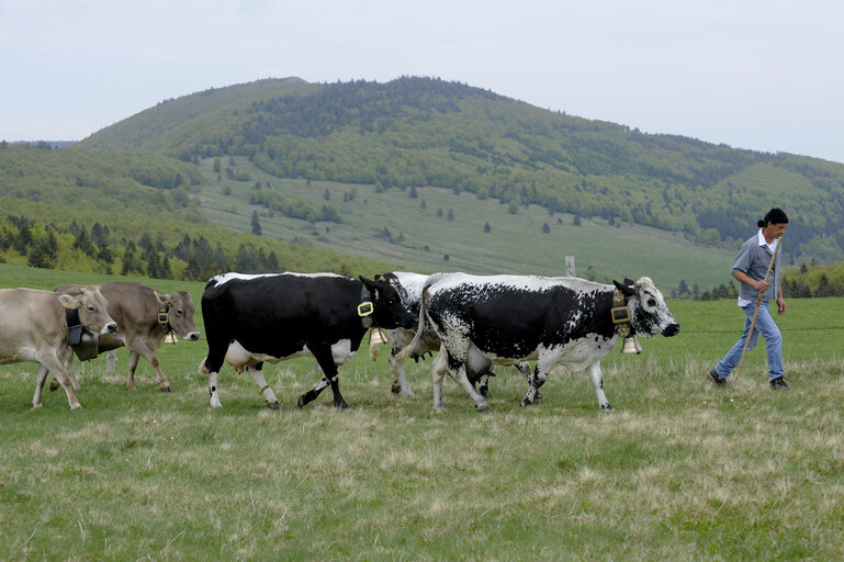 Fotó 5: Transhumance in Markstein
