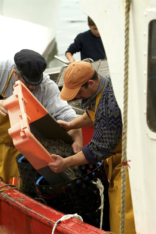 Fishermen returning to the harbour with their catch.