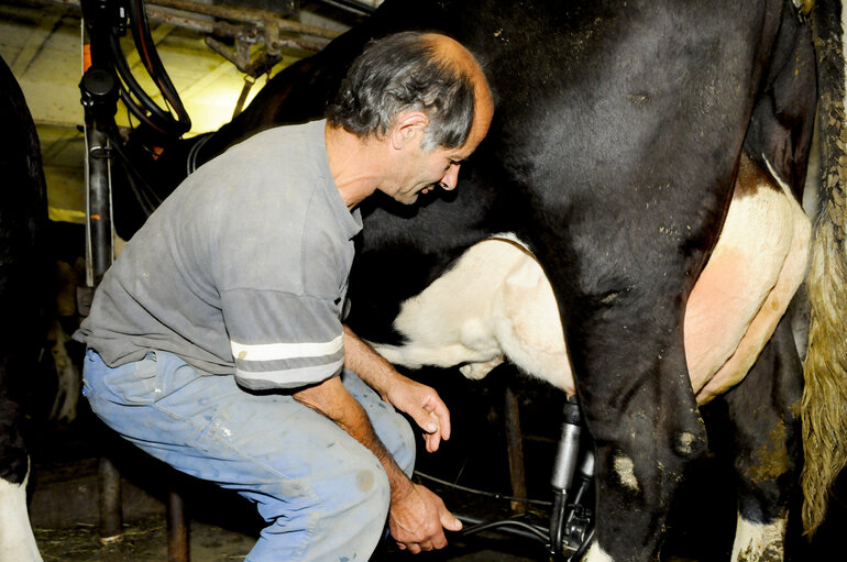 Foto 4: Dairy cow,