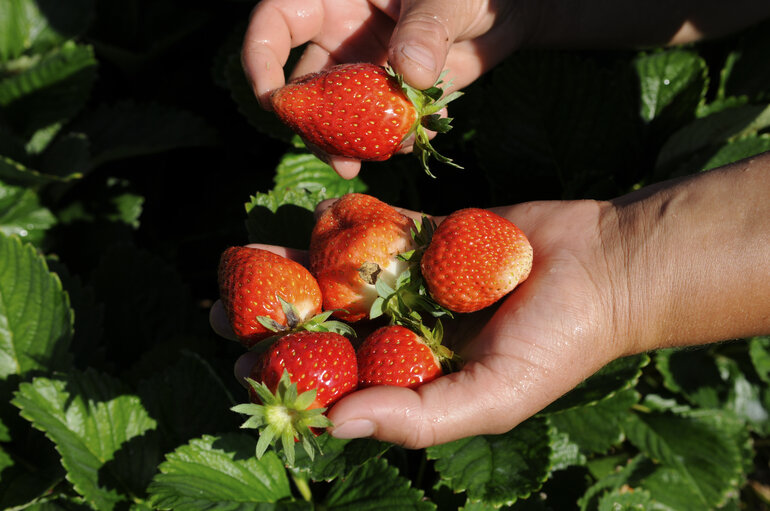 Photo 24: Seasonal workers harvesting strawberries