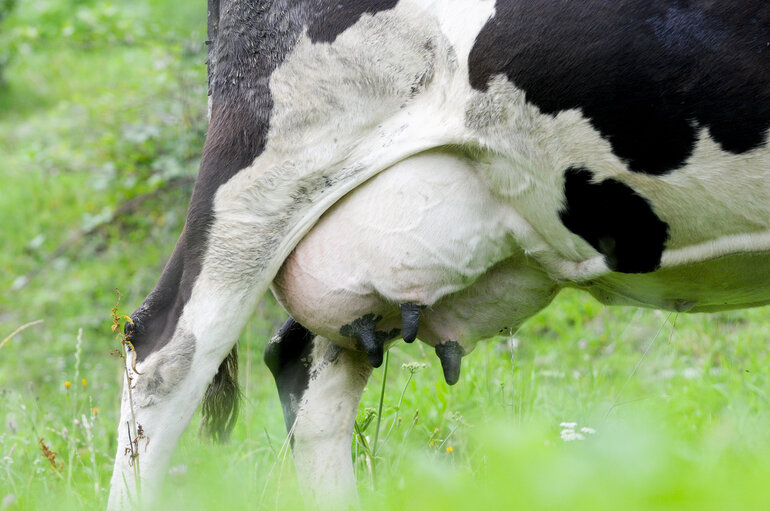 Foto 4: Dairy cow,