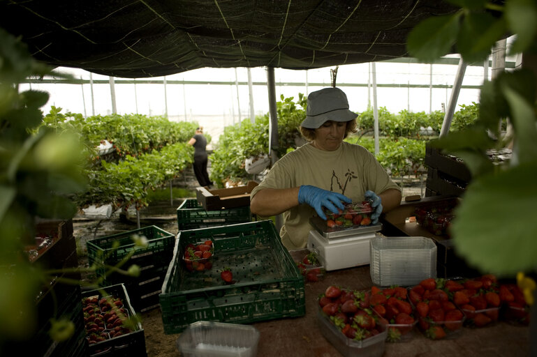 Photo 37 : Seasonal workers harvesting fruits in a greenhouse