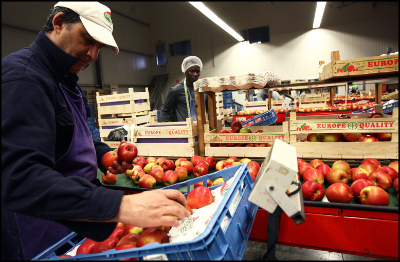 Photo 15 : Seasonal workers at Villehemont fruit enterprise.