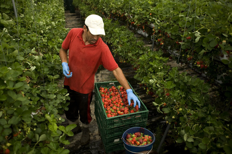 Photo 39 : Seasonal workers harvesting fruits in a greenhouse