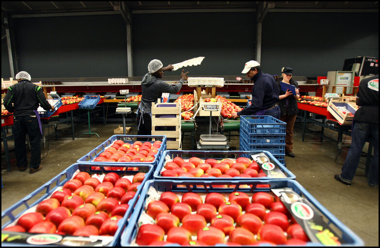 Photo 33 : Seasonal workers at Villehemont fruit enterprise.