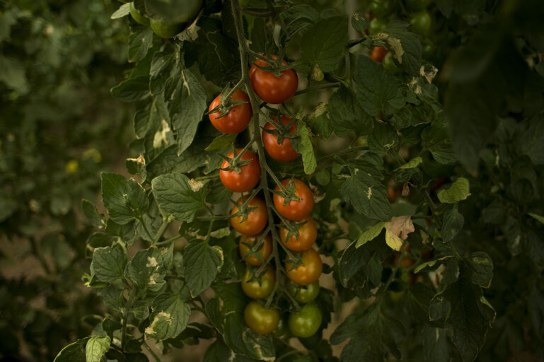 Photo 45 : Seasonal workers harvesting vegetables in a greenhouse