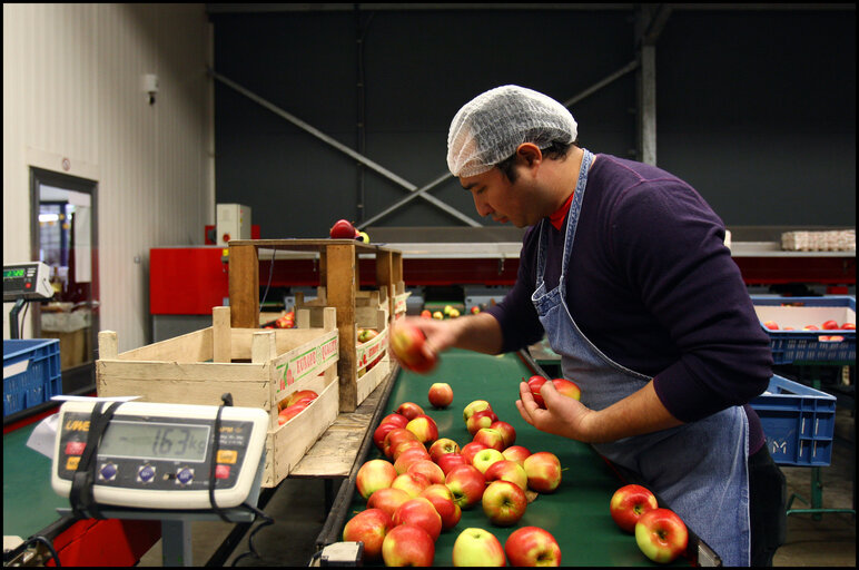 Photo 36 : Seasonal workers at Villehemont fruit enterprise.