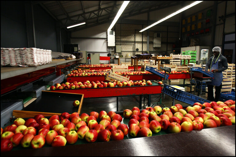 Photo 27 : Seasonal workers at Villehemont fruit enterprise.