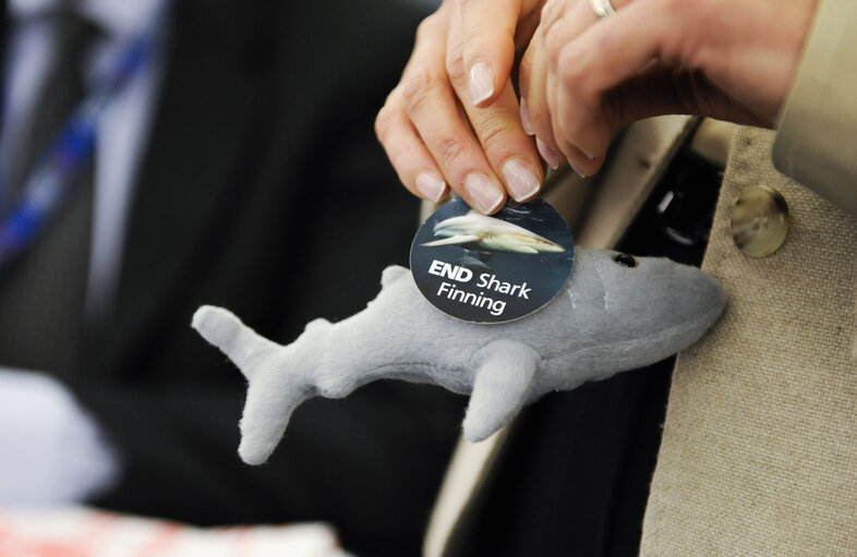 Nuotrauka 1: Plenary Session Week 47 2012, end shark finning