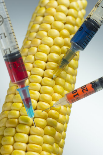 Injection of several new genes in the maize genome