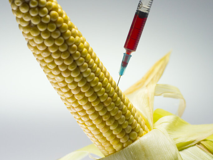 Injection of a new  gene in the maize genome