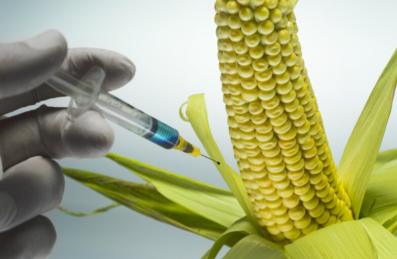 Injection ,by the hand of man, of a new gene in the maize genome