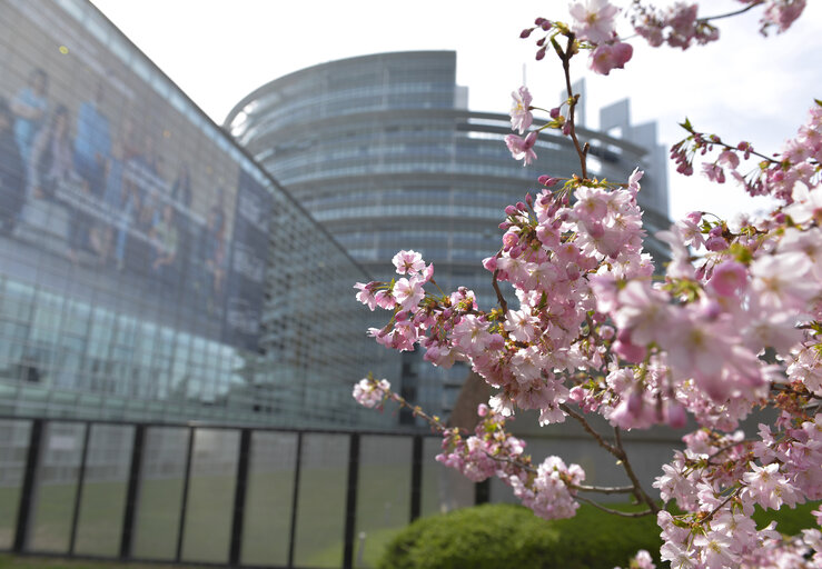 External views of EP in Strasbourg