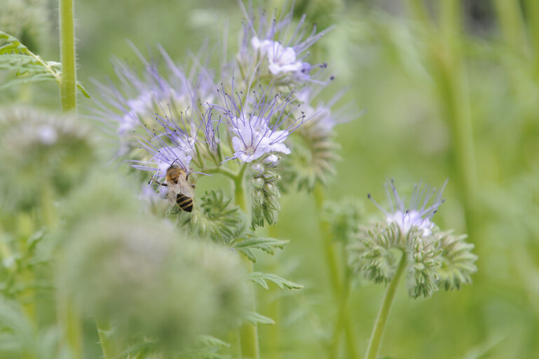 Fotografia 7: European Week of the Bee and Pollination