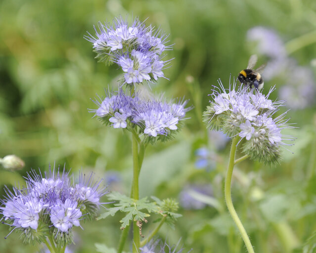 Fotografia 11: European Week of the Bee and Pollination