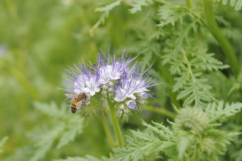 Fotografie 9: European Week of the Bee and Pollination