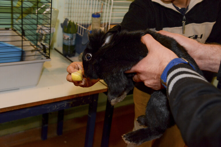 Strasbourg detention centre. Animal care for rehabilitation programme .