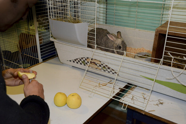 Strasbourg detention centre. Animal care for rehabilitation programme .