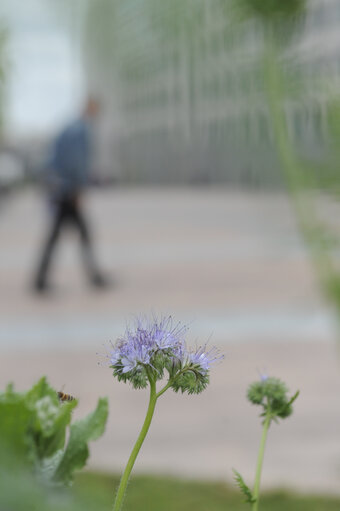 Fotografia 10: European Week of the Bee and Pollination