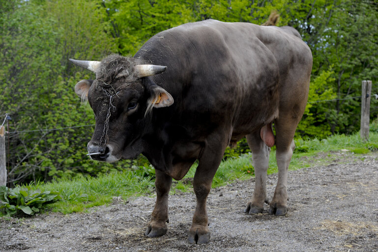 Fotó 1: Transhumance in Markstein
