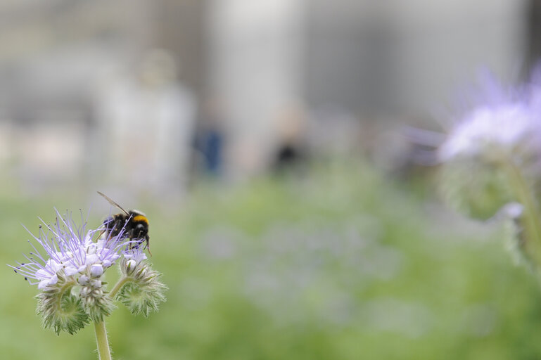 Fotografi 3: European Week of the Bee and Pollination