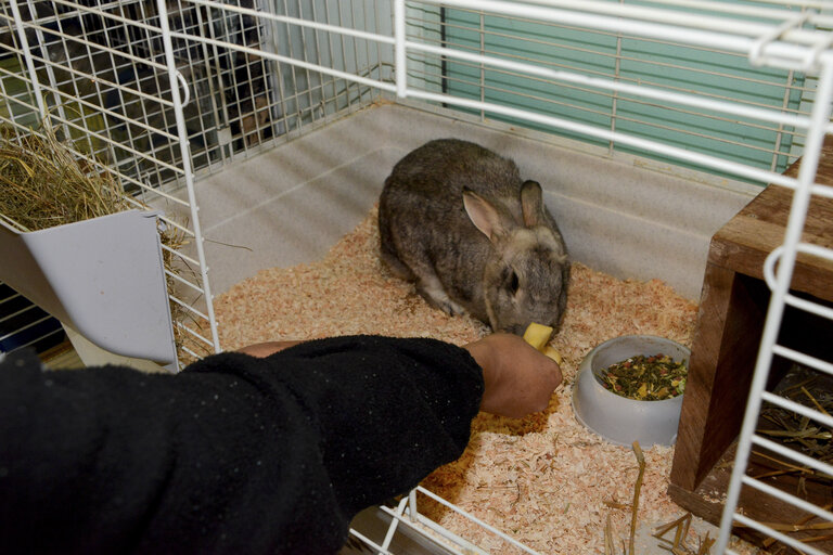 Fotogrāfija 29: Strasbourg detention centre. Animal care for rehabilitation programme .