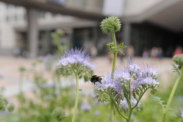 Fotografie 5: European Week of the Bee and Pollination