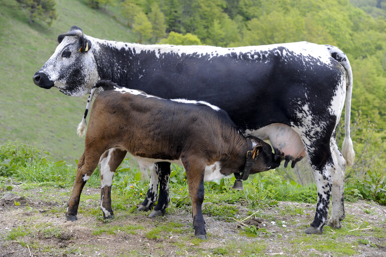 Fotó 3: Transhumance in Markstein