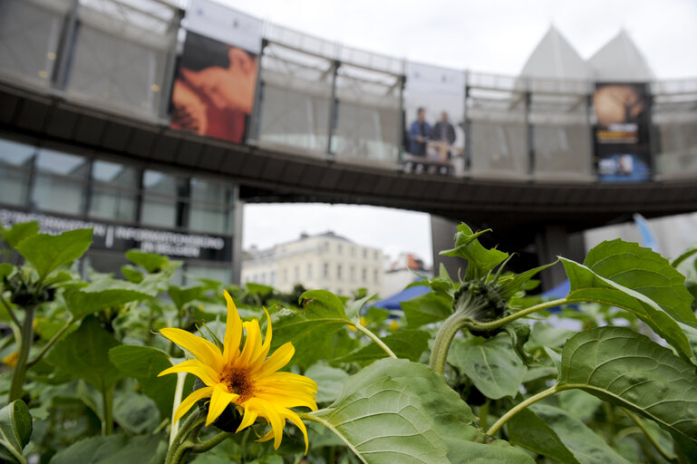 European Week of the Bee and Pollination