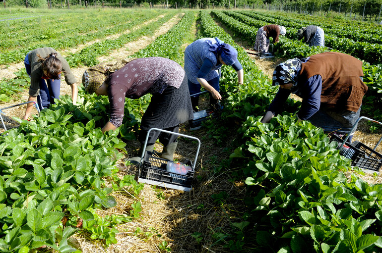 Photo 26: Seasonal workers harvesting strawberries