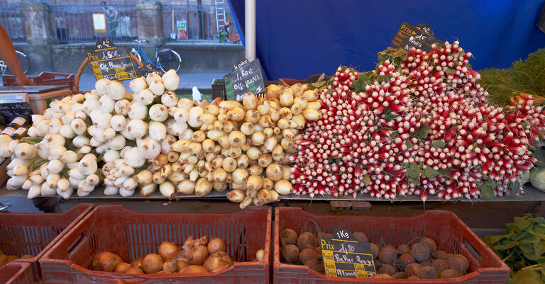 Fotografija 32: vegetable, onion, radish, market