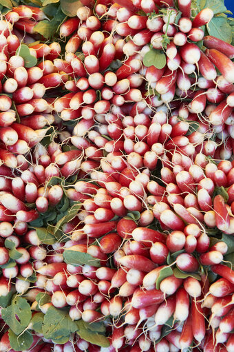 Fotografija 34: vegetable, radish, market