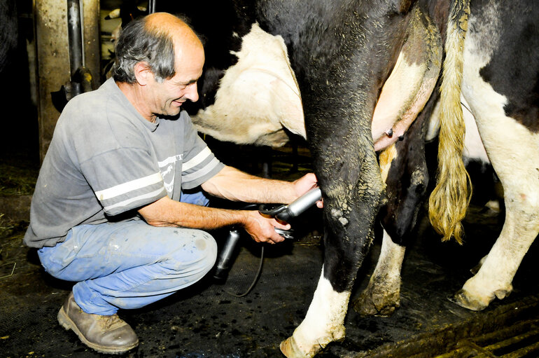 Fotografija 3: Dairy cow,