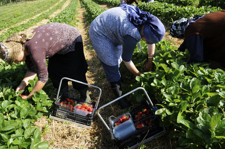 Fotografi 20: Seasonal workers harvesting strawberries