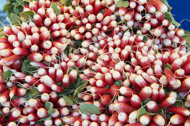 Fotografija 33: vegetable, radish, market