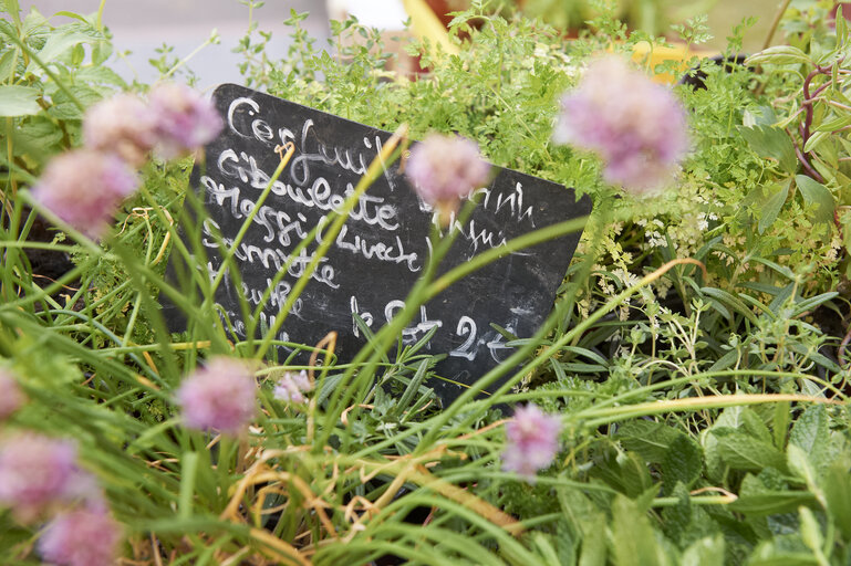 herbs, chives, market