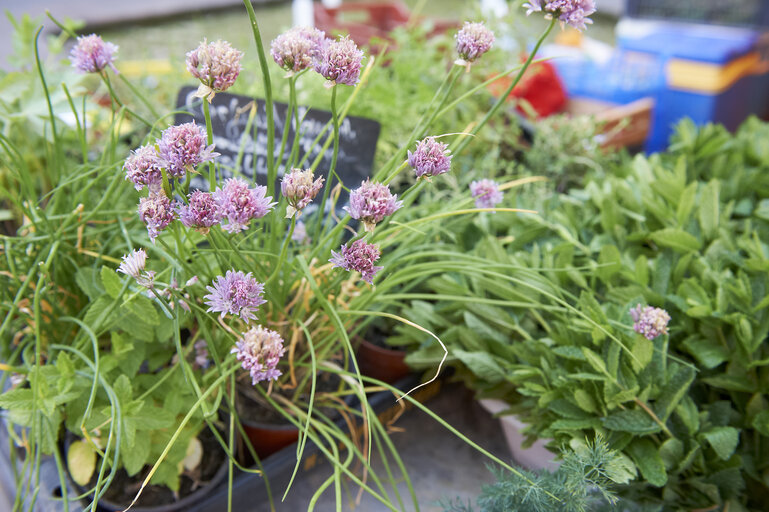 herbs, chives, market