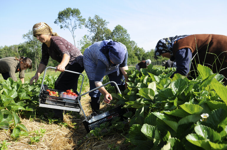 Fotografi 22: Seasonal workers harvesting strawberries