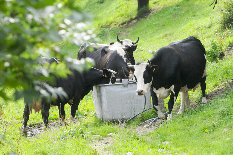 Fotografia 5: Milk production