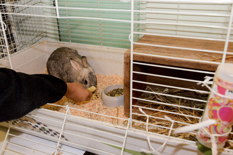 Valokuva 28: Strasbourg detention centre. Animal care for rehabilitation programme .