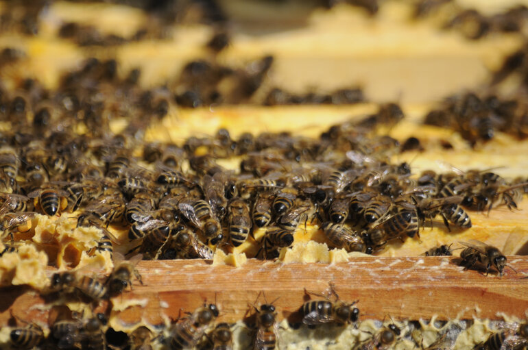 Implantation of beehives in urban areas.