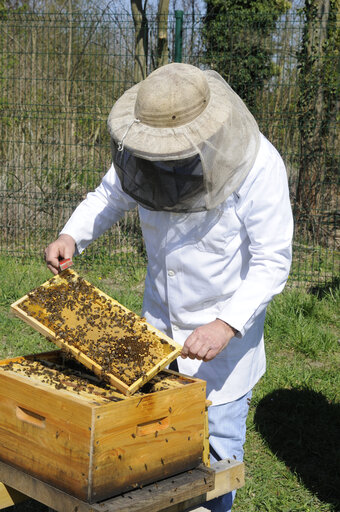 Implantation of beehives in urban areas.