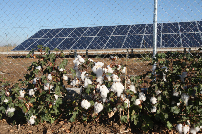 Solar panels next to a cotton field in Orestiada, some 900km north of Athens, on 19 October, 2012.